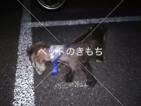 保護犬の画像