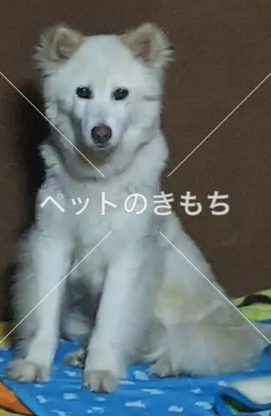 迷子犬の画像