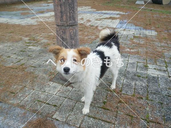 青森県で犬を保護しました 犬種 不明 投稿no 6971 1 青森県で犬を保護しました 犬種 不明 投稿no 6971 1