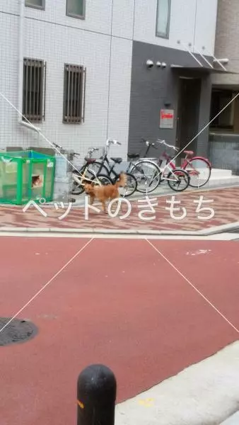 コメント投稿の画像