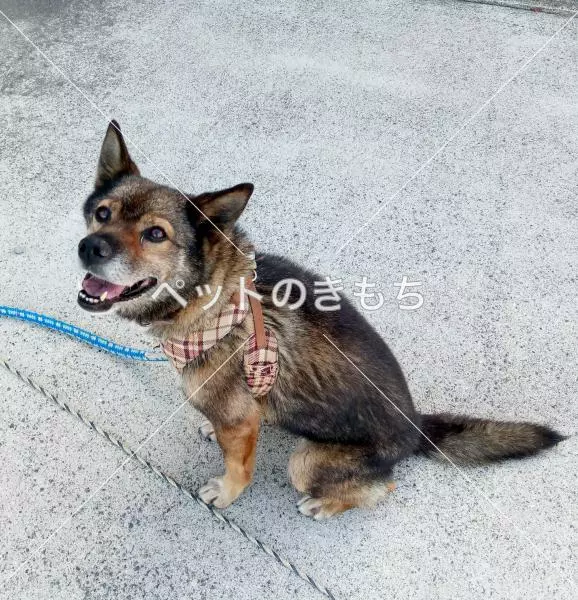 迷子犬の画像