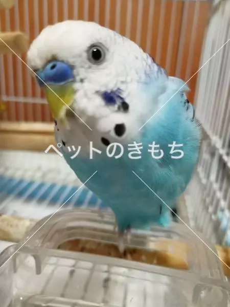 迷子鳥の画像