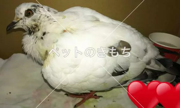 保護鳥の画像