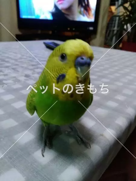 迷子鳥の画像