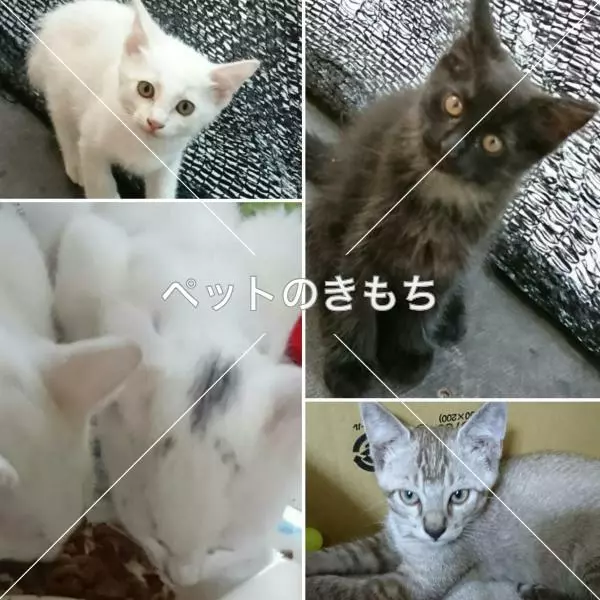 迷子猫の画像