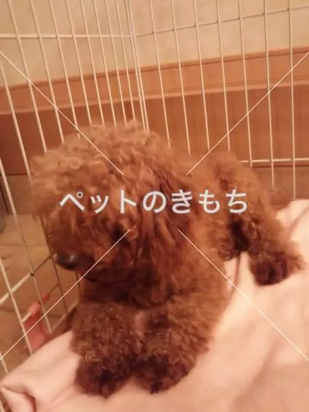 保護犬の画像