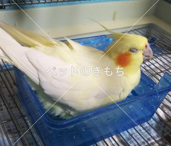 迷い鳥の写真