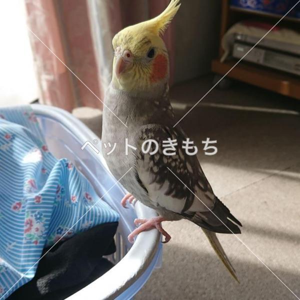 迷子鳥の画像