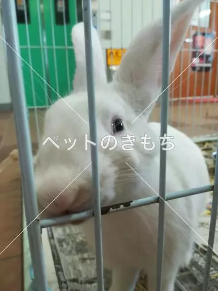 保護ペットの画像