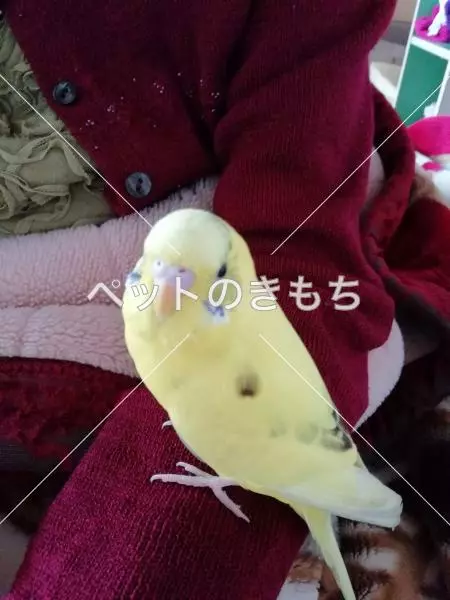 保護鳥の画像