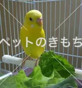 迷子鳥の画像