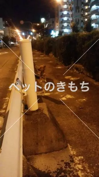 コメント投稿の画像