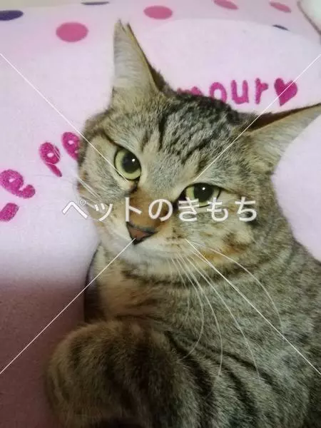 迷子猫の画像