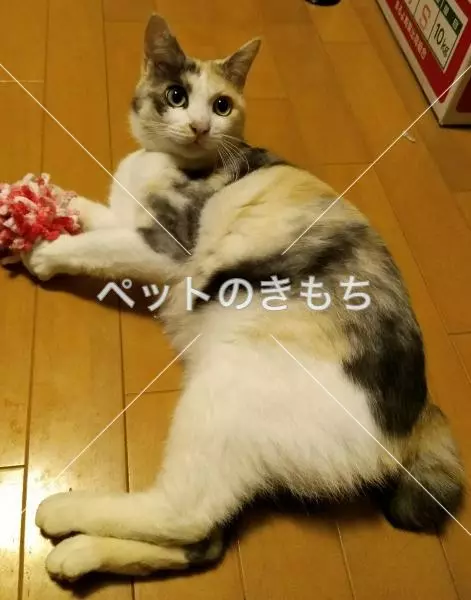 迷子猫の画像