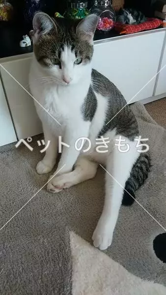 迷子猫の画像