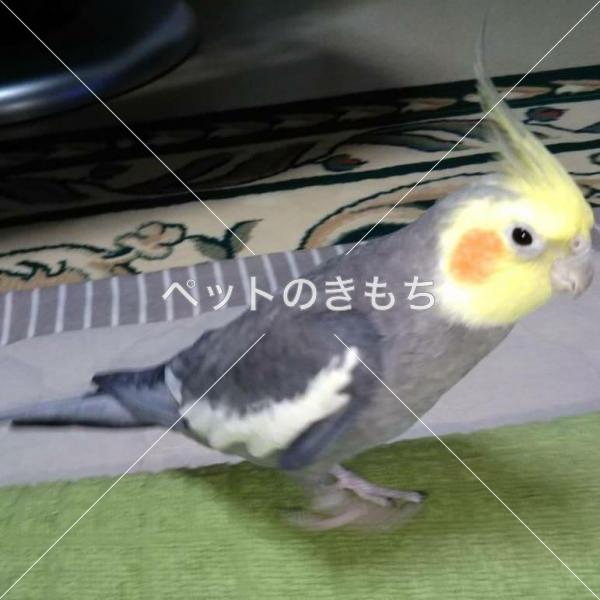 迷子鳥の画像