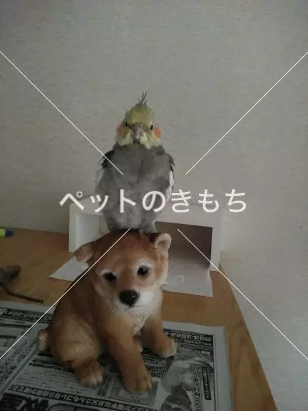 迷子鳥の画像