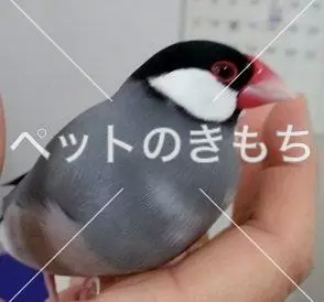 コメント投稿の画像