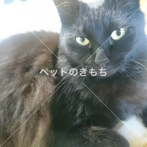 迷子猫の画像