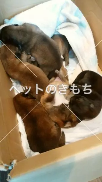 コメント投稿の画像