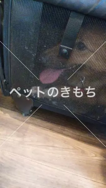 コメント投稿の画像