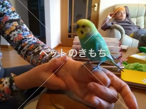 迷子鳥の画像