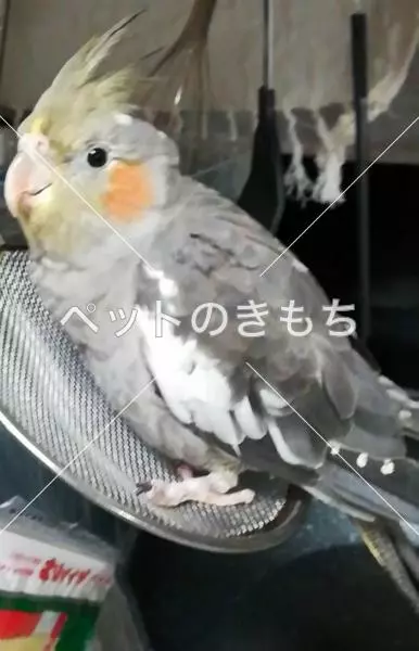 迷子鳥の画像