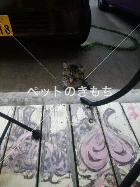 コメント投稿の画像