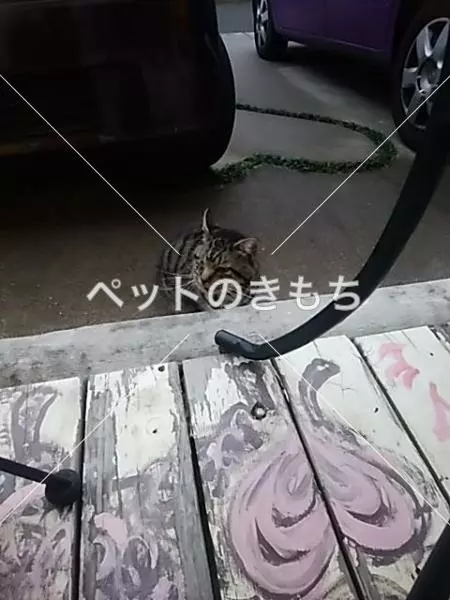 コメント投稿の画像