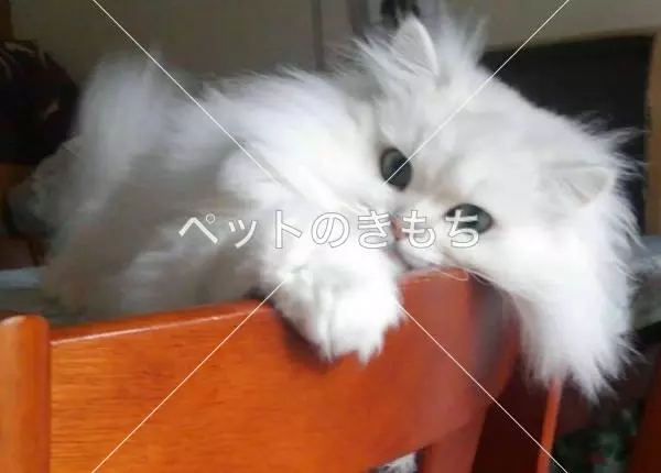 迷子猫の画像