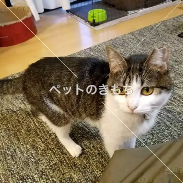迷子猫の画像