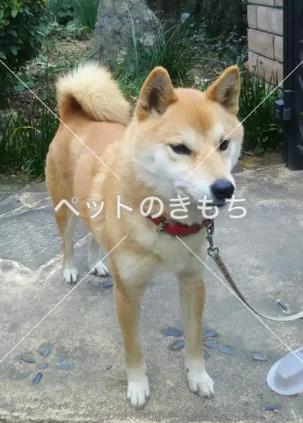 保護犬の画像