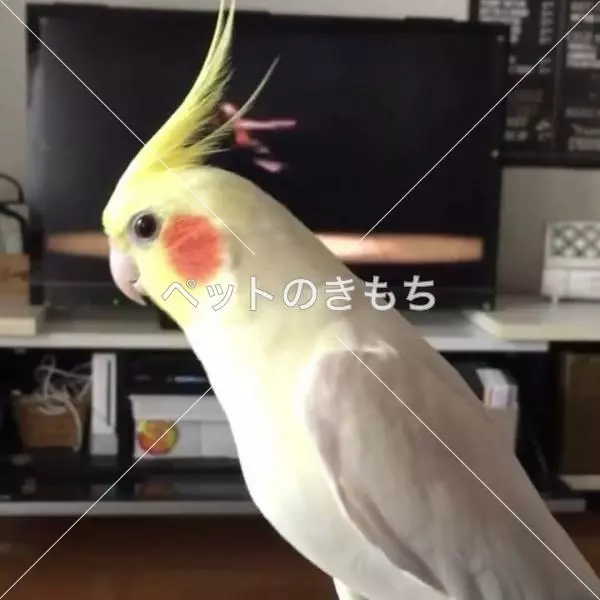 迷子鳥の画像