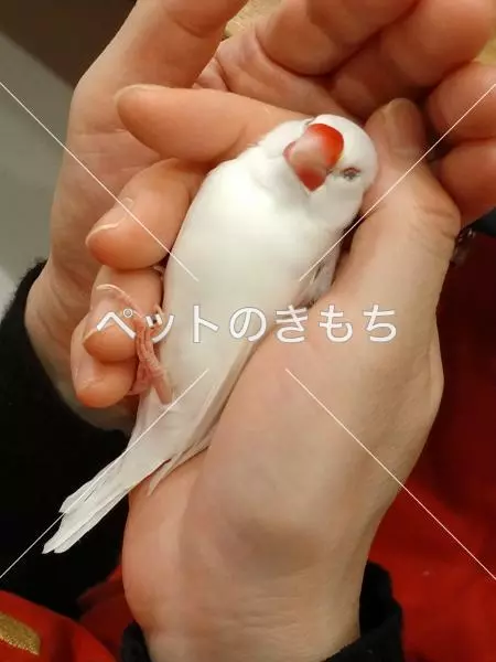 迷子鳥の画像