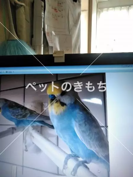 コメント投稿の画像
