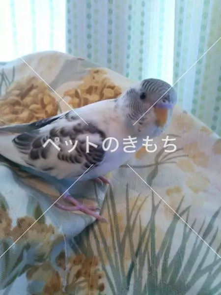 迷子鳥の画像