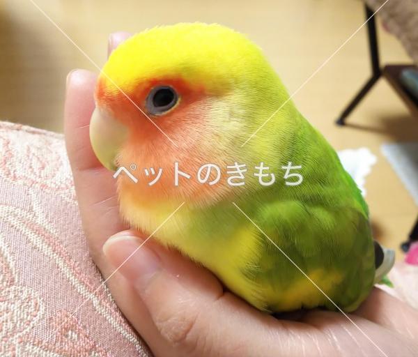 迷子鳥の画像