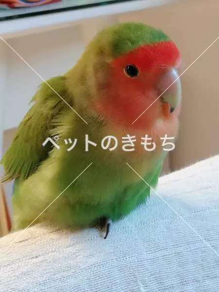 迷子鳥の画像