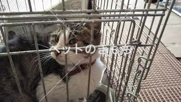 保護猫の画像
