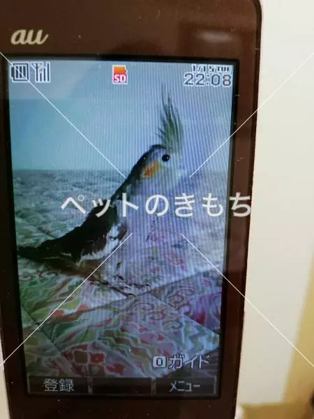 コメント投稿の画像