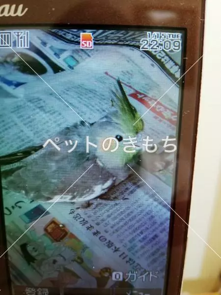 コメント投稿の画像