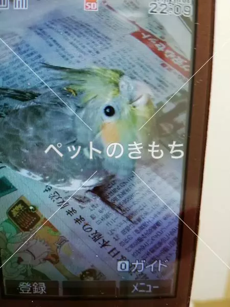 コメント投稿の画像