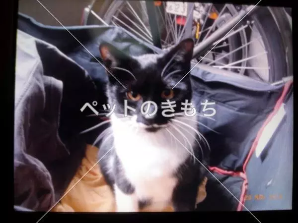 迷子猫の画像