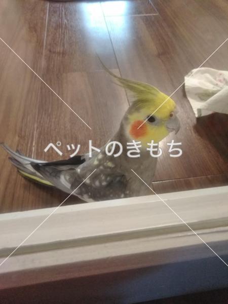 迷い鳥の写真