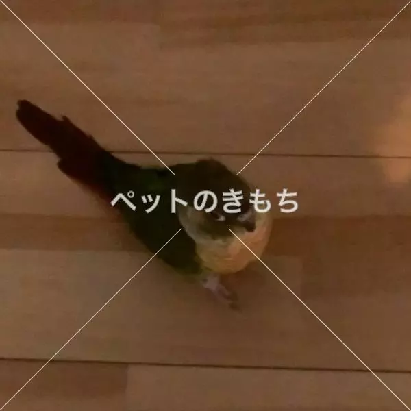 迷子鳥の画像
