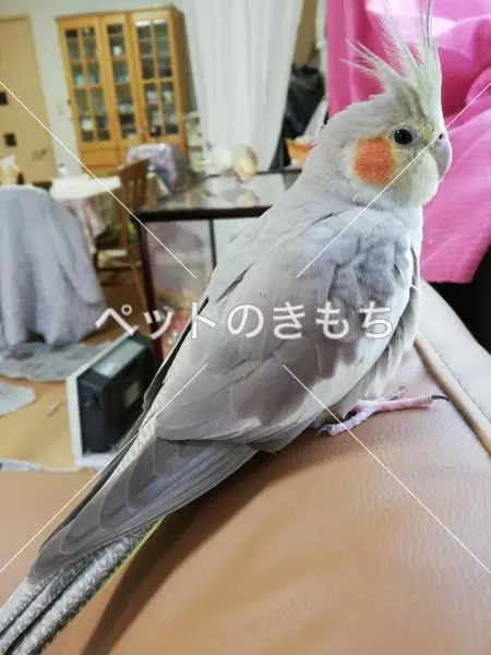 コメント投稿の画像