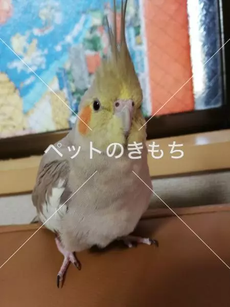保護鳥の画像