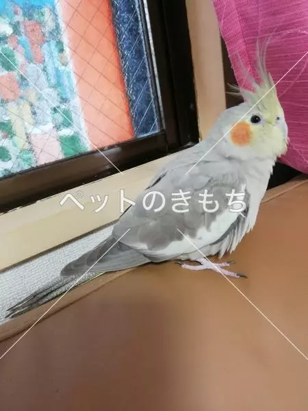 コメント投稿の画像