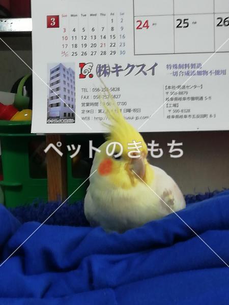 迷子鳥の画像