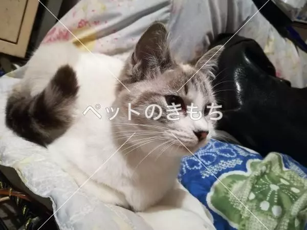 迷子猫の画像